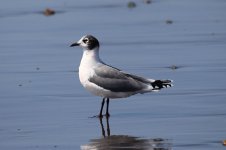 Franklins Gull ch 1.jpg