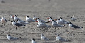 Elegant Terns et al ch 1.jpg