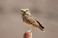 Burrowing Owl ch 4.jpg