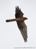 Pallid_Harrier_6242_880.jpg