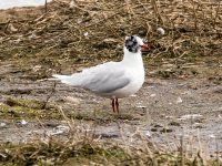 Mediterranean Gulls-5735.jpg