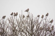 Waxwing Bombycilla garrulus Gillow Heath  Staffordshire 060217 05LQ.jpg