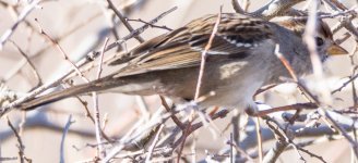 Sparrow-9946.jpg