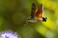 Hummingbird Moth.jpg