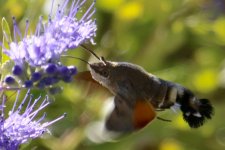 Hummingbird Moth (1).jpg