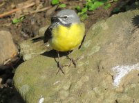 grey wagtail.JPG