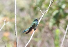 White-vented-Violetear.jpg