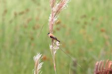 Copper-Seedeater.jpg