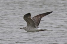 Heuglin's Gull (01) - Copy.jpg