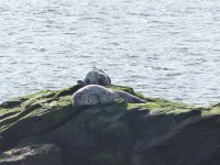 Common Seals.jpg