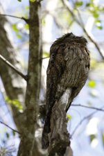 northern potoo.JPG