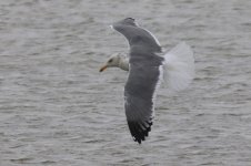 Heuglin's Gull (05) - Copy.jpg