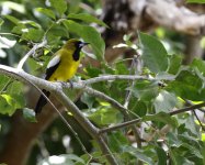 jamaican oriole.JPG