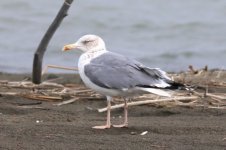 Heuglin's Gull (06) - Copy.jpg