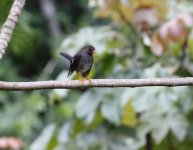 white-chinned thrush.JPG