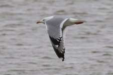 Mongolian Gull (01) - Copy.jpg