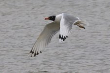 Great Black-headed Gull (021) - Copy.jpg