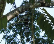 chestnut bellied cuckoo.JPG