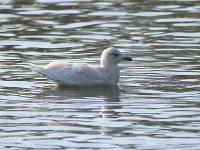 Iceland Gull 4020.jpg