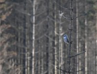 Hawk Owl_Njaskogen_170317a.jpg