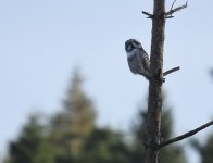 Hawk Owl_Njaskogen_170317b.jpg