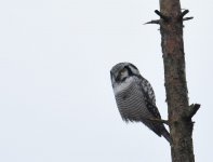 Hawk Owl_Njaskogen_170317c.jpg