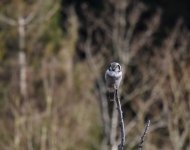 Hawk Owl_Njaskogen_170317i.jpg