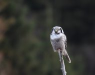 Hawk Owl_Njaskogen_170317j.jpg