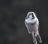 Hawk Owl_Njaskogen_170317k.jpg