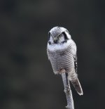 Hawk Owl_Njaskogen_170317l.jpg