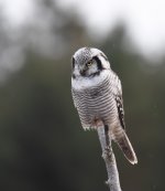 Hawk Owl_Njaskogen_170317n.jpg