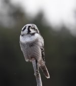 Hawk Owl_Njaskogen_170317o.jpg