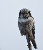 Hawk Owl_Njaskogen_170317p.jpg