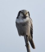 Hawk Owl_Njaskogen_170317q.jpg