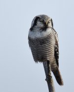 Hawk Owl_Njaskogen_170317r.jpg