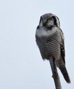 Hawk Owl_Njaskogen_170317s.jpg