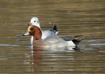 wigeon.jpg