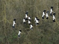 Lapwings In Flight.jpg-550x0.jpg