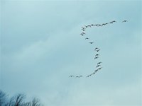 White-Fronted Goose.jpg-550x0.jpg