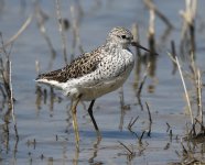 Marsh Sandpiper_5358.jpg