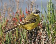 Yellow Wagtail_5671.jpg