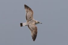 Common Gull (02) - Copy.jpg