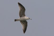 Common Gull (06) - Copy.jpg