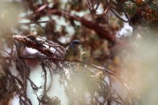 Blue-and-yellow Tanager ch 1.jpg