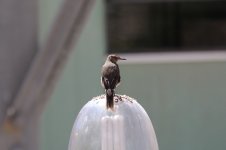 Black-billed Shrike-Tyrant ch 4.jpg