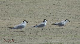 2017.04.25 Gull-billed Terns.JPG