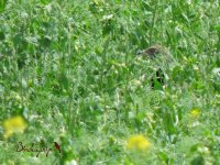 2017.04.25 Little Bustard.JPG