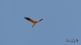 2017.04.25 Montagu's Harrier.JPG