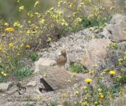 trumpeter finch in spain.jpg