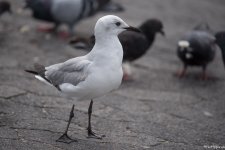 Gull_ID_1.jpg